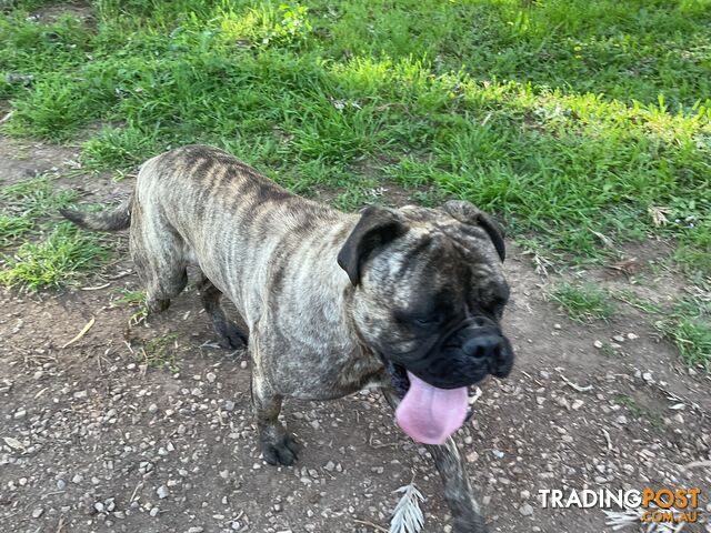 Bullmastiff - photo 4 of 7