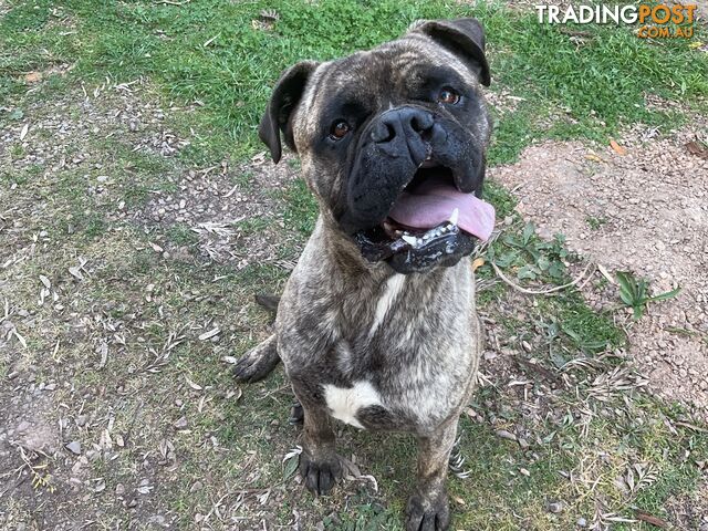 Bullmastiff
