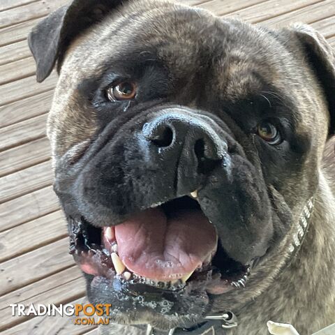 Bullmastiff