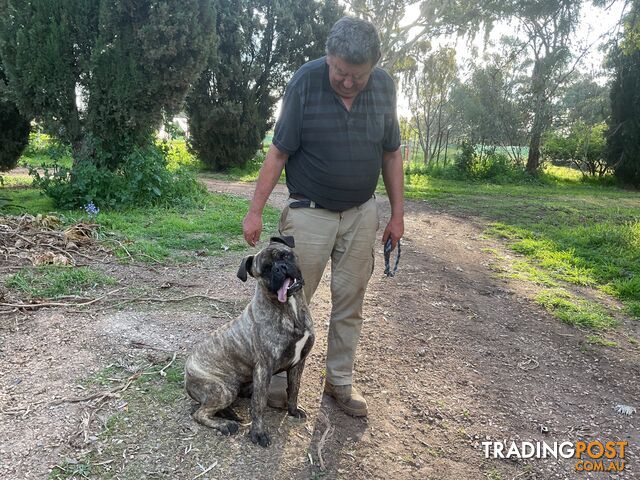 Bullmastiff - photo 5 of 7