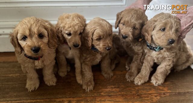 Gorgeous F2 Spogroodle puppies ready for their forever families