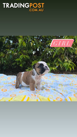 Traditional coloured BRITISH BULLDOG PUPPIES 🐶