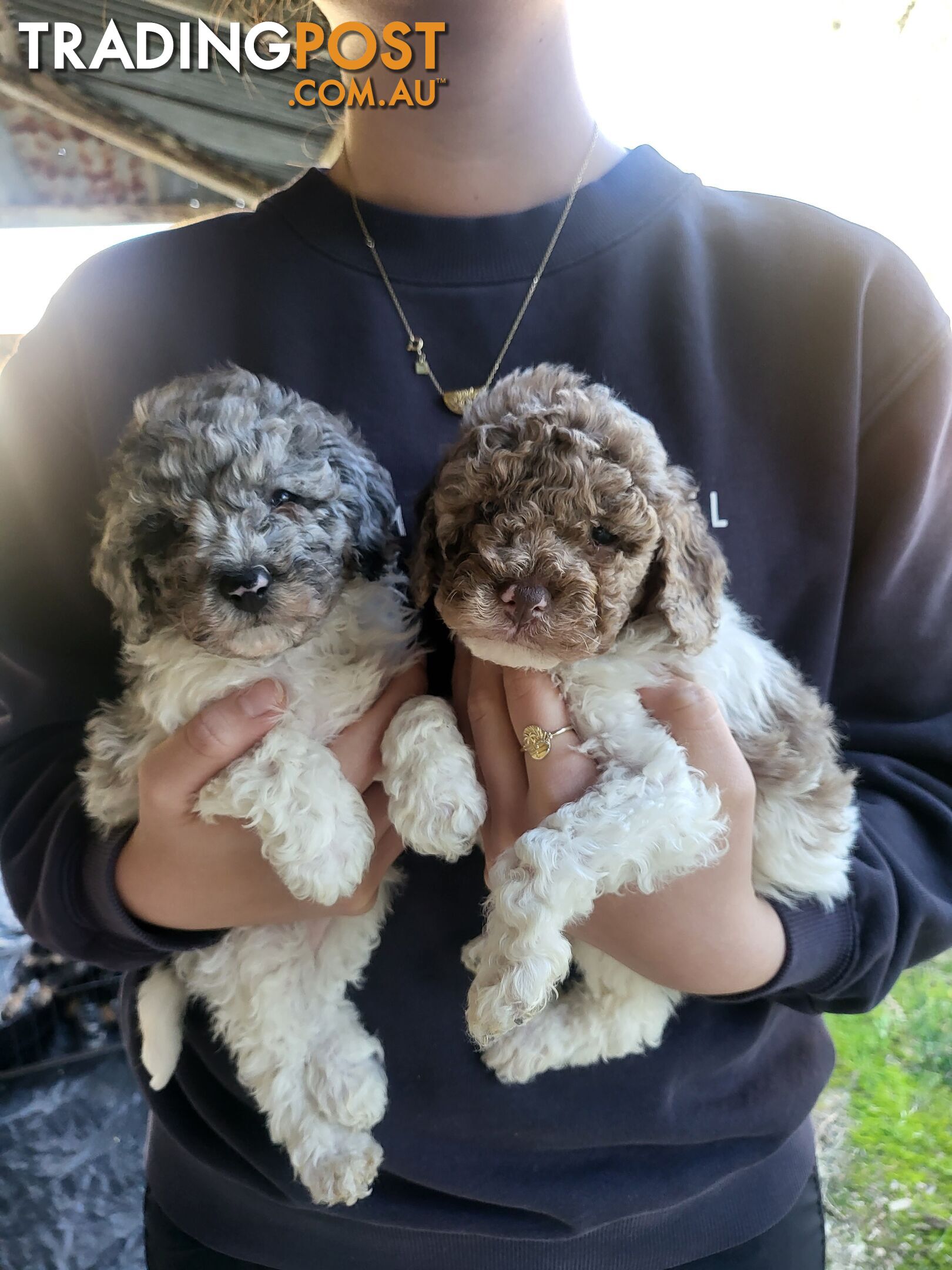 Beautiful Toy Poodles