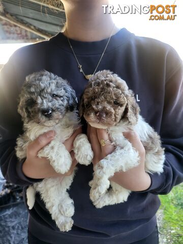 Beautiful Toy Poodles