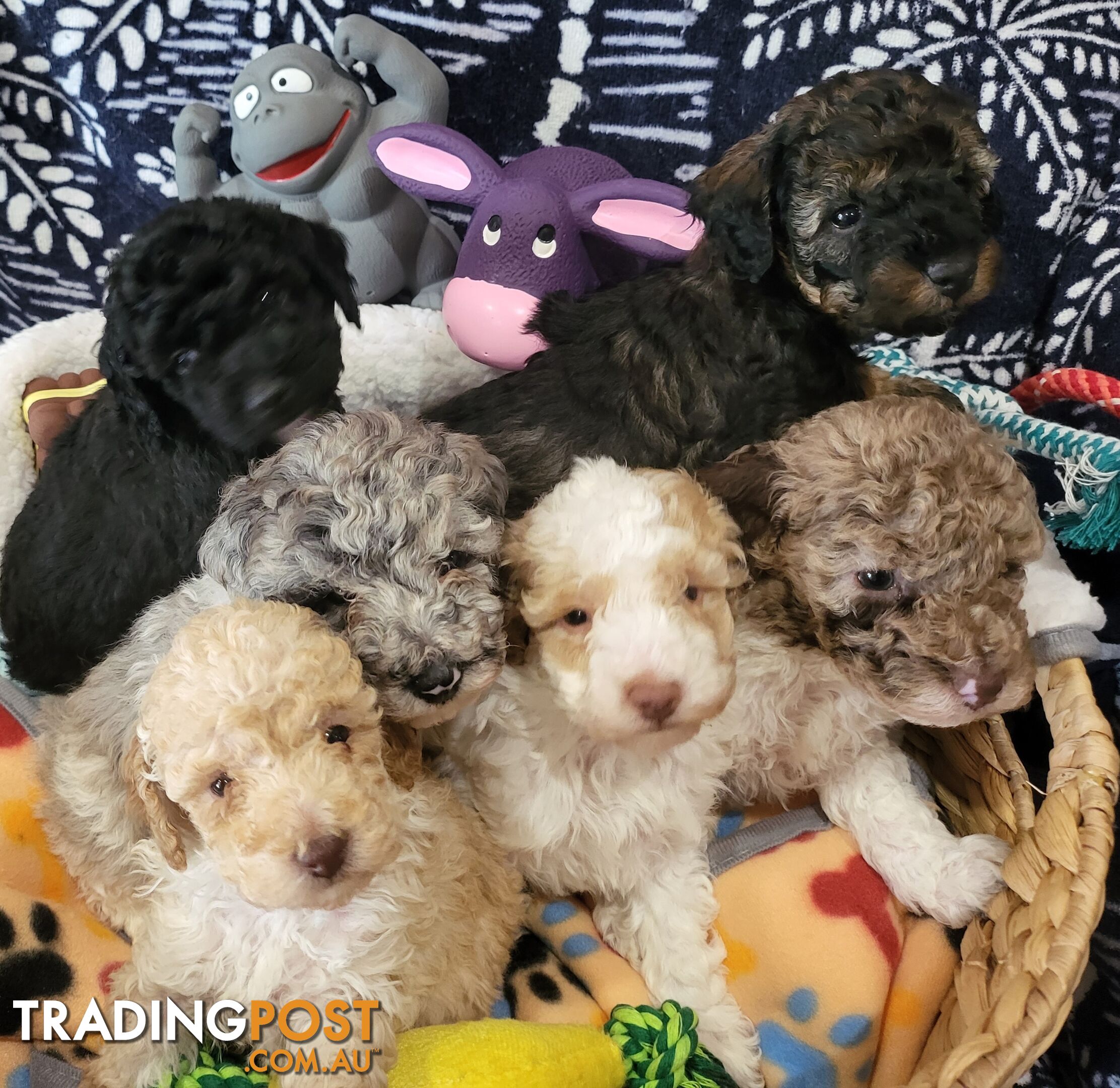 Beautiful Toy Poodles