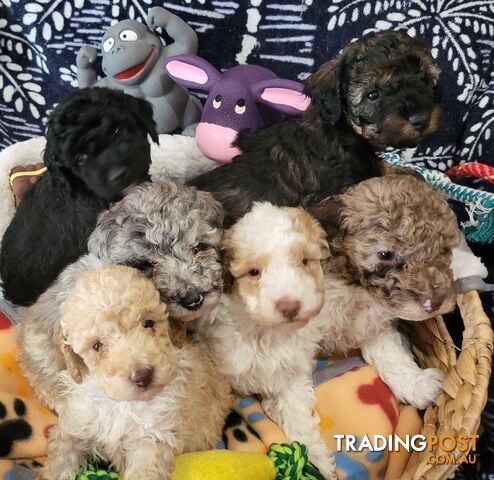 Beautiful Toy Poodles