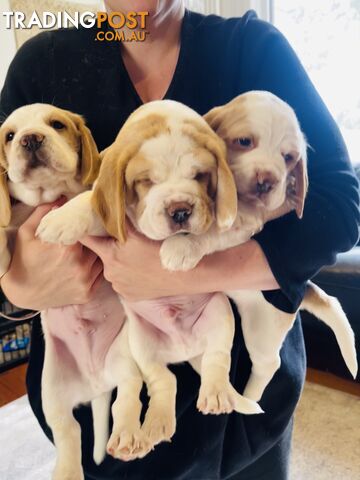 PURE BRED BEAGLE PUPPIES FOR SALE- white and tan