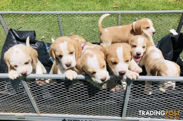 PURE BRED BEAGLE PUPPIES FOR SALE- white and tan