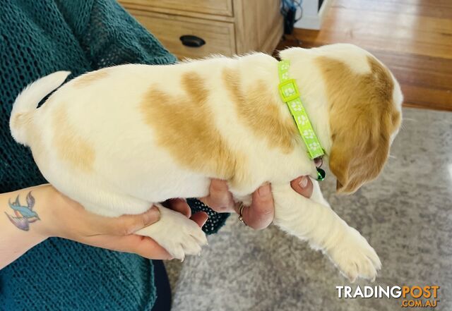 PURE BRED BEAGLE PUPPIES FOR SALE- white and tan