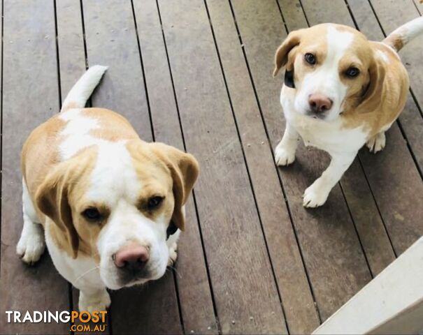 PURE BRED BEAGLE PUPPIES FOR SALE- white and tan