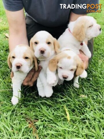 PURE BRED BEAGLE PUPPIES FOR SALE- white and tan