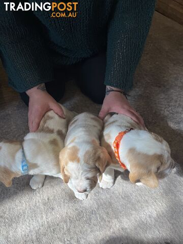 PURE BRED BEAGLE PUPPIES FOR SALE- white and tan