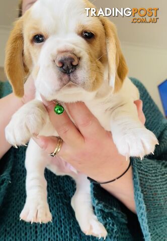 PURE BRED BEAGLE PUPPIES FOR SALE- white and tan