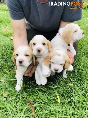 PURE BRED BEAGLE PUPPIES FOR SALE- white and tan