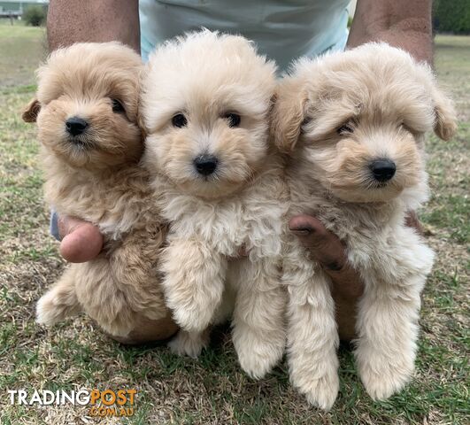 Toy Poodle X Japanese Spitz (Japoodle) Puppies for Sale