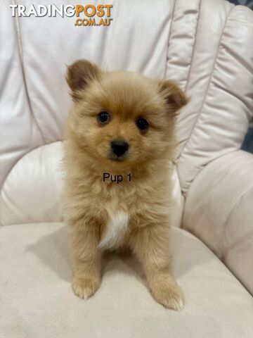 Purebred pomeranian puppies