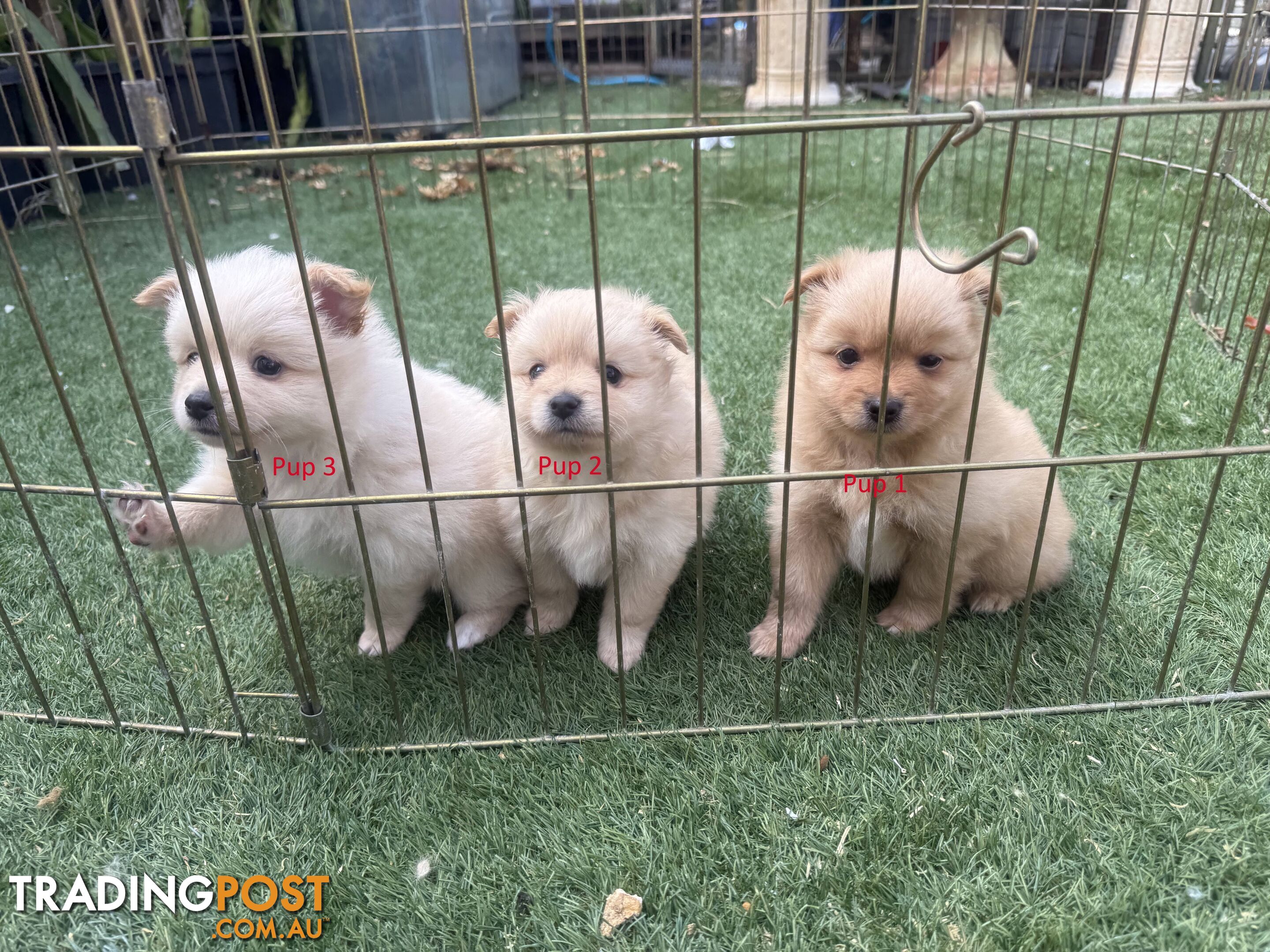 Purebred pomeranian puppies looking for their new forever home