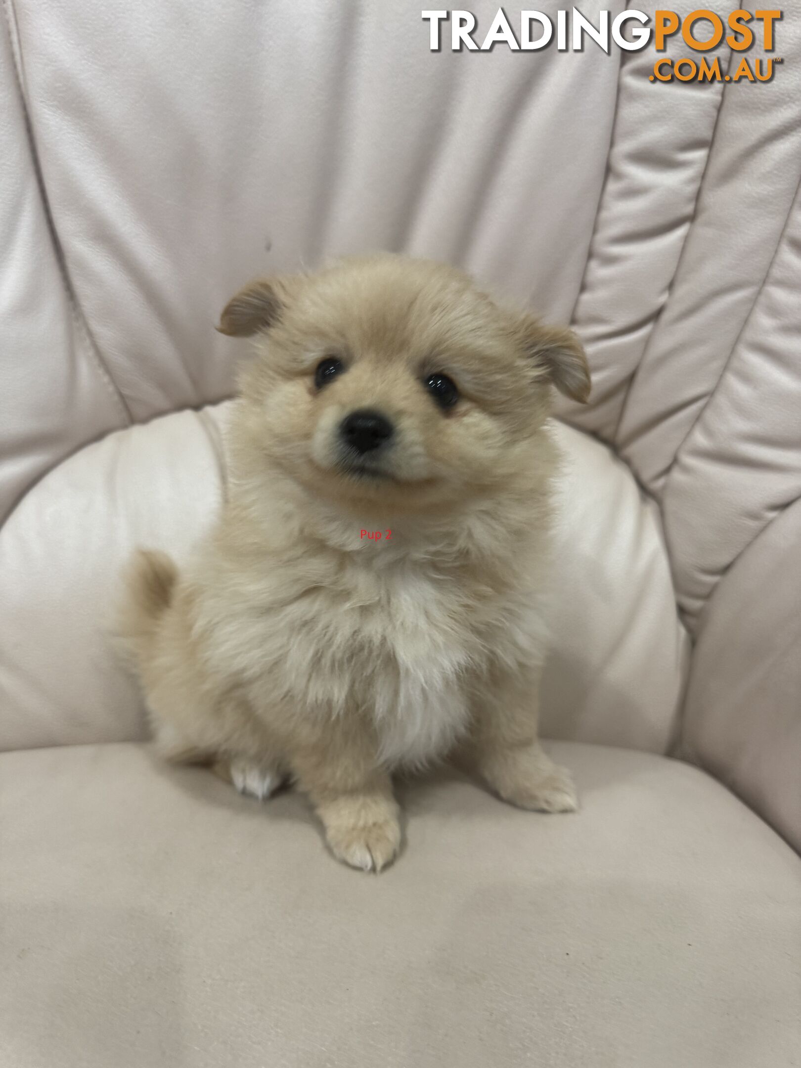 Purebred pomeranian puppies looking for their new forever home