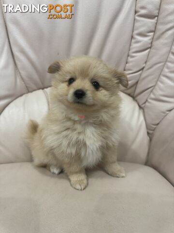 Purebred pomeranian puppies looking for their new forever home