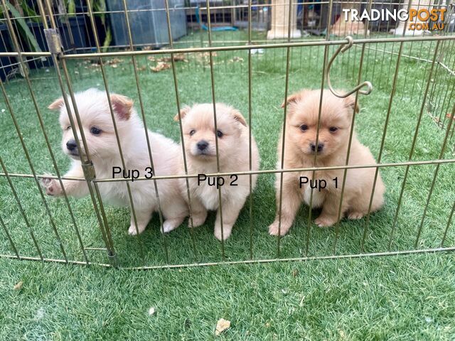 Purebred pomeranian puppies