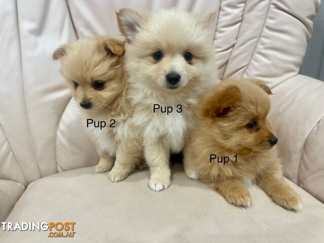 Purebred pomeranian puppies