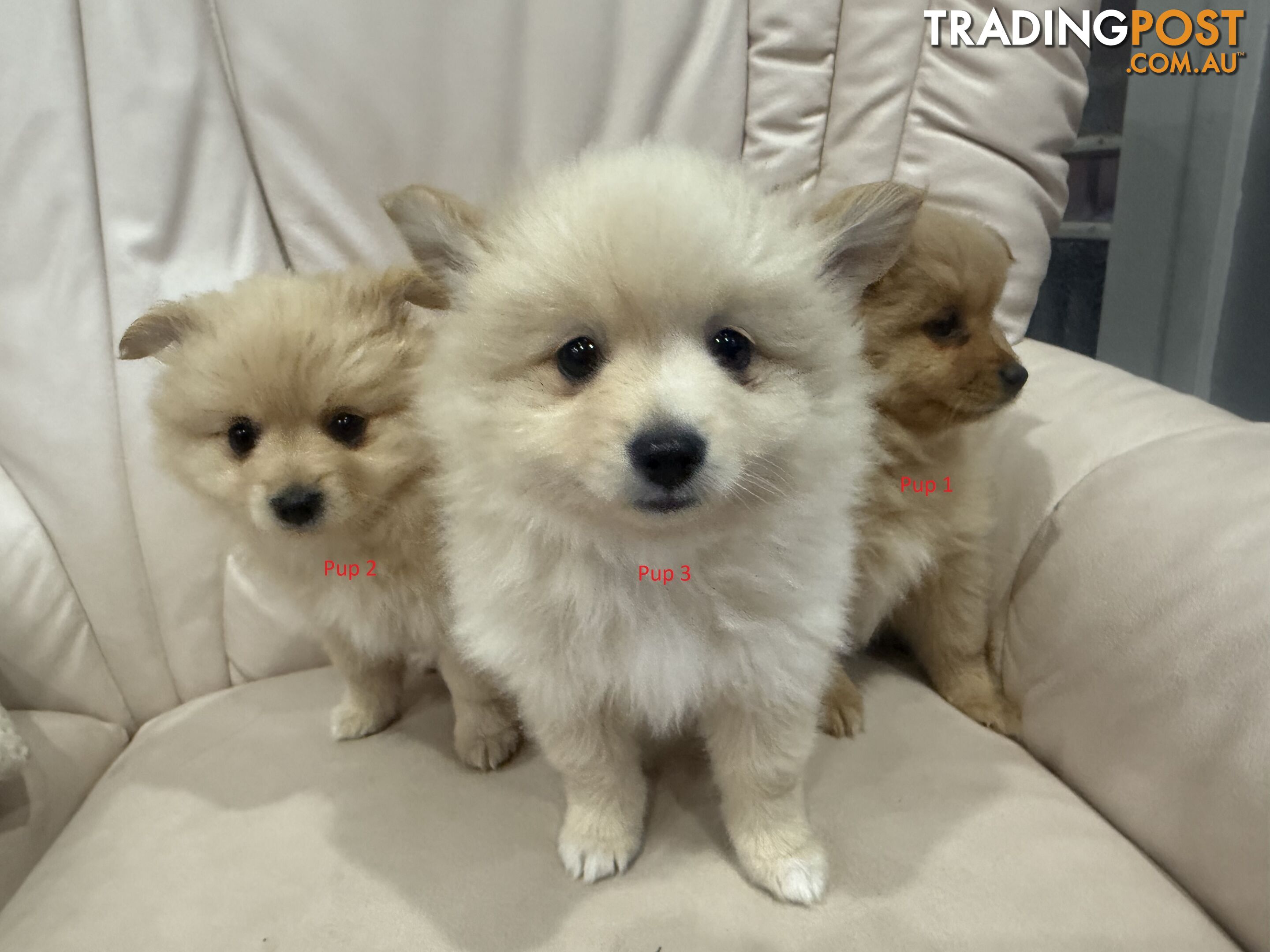 Purebred pomeranian puppies looking for their new forever home