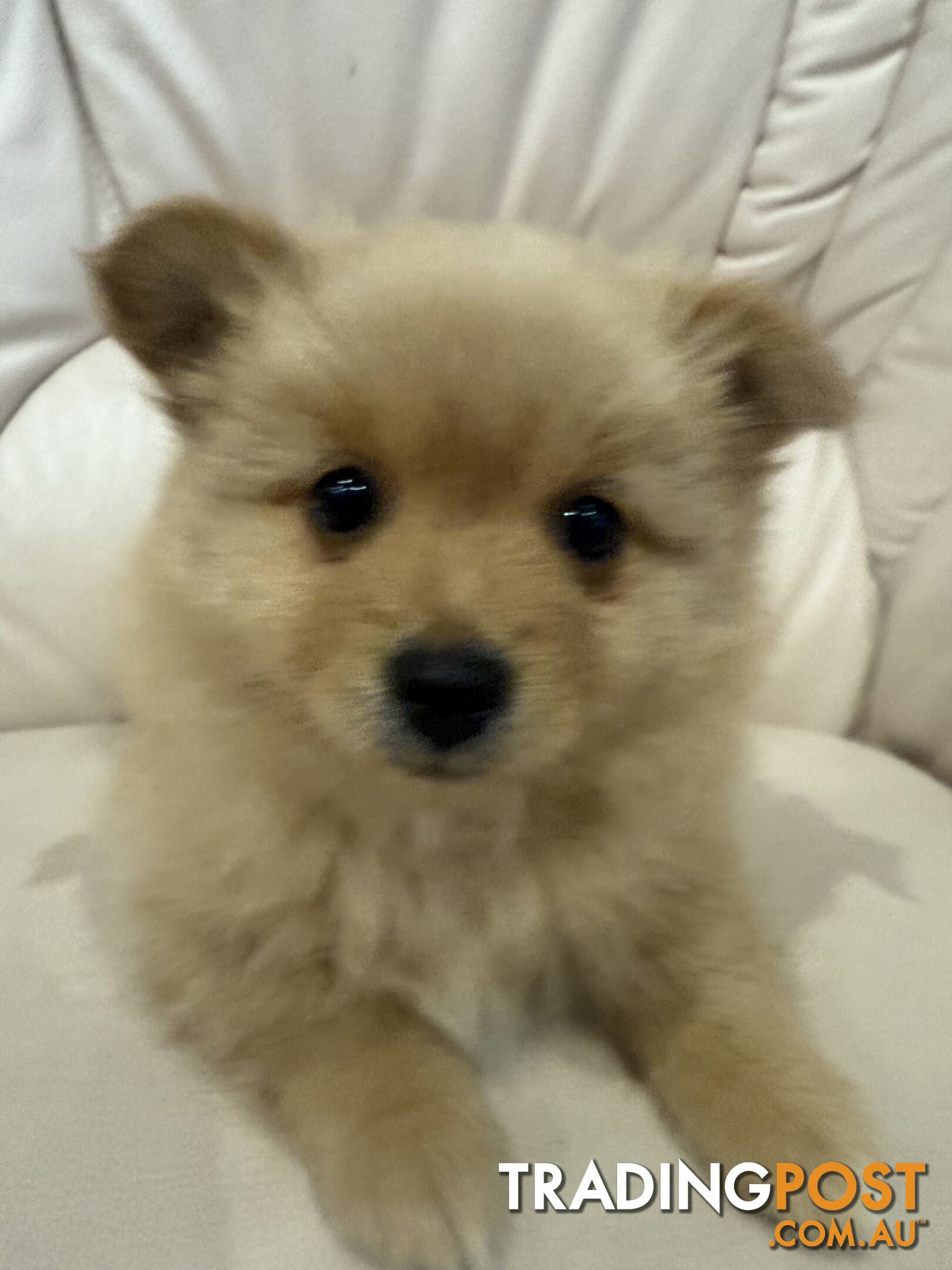 Purebred pomeranian puppies looking for their new forever home