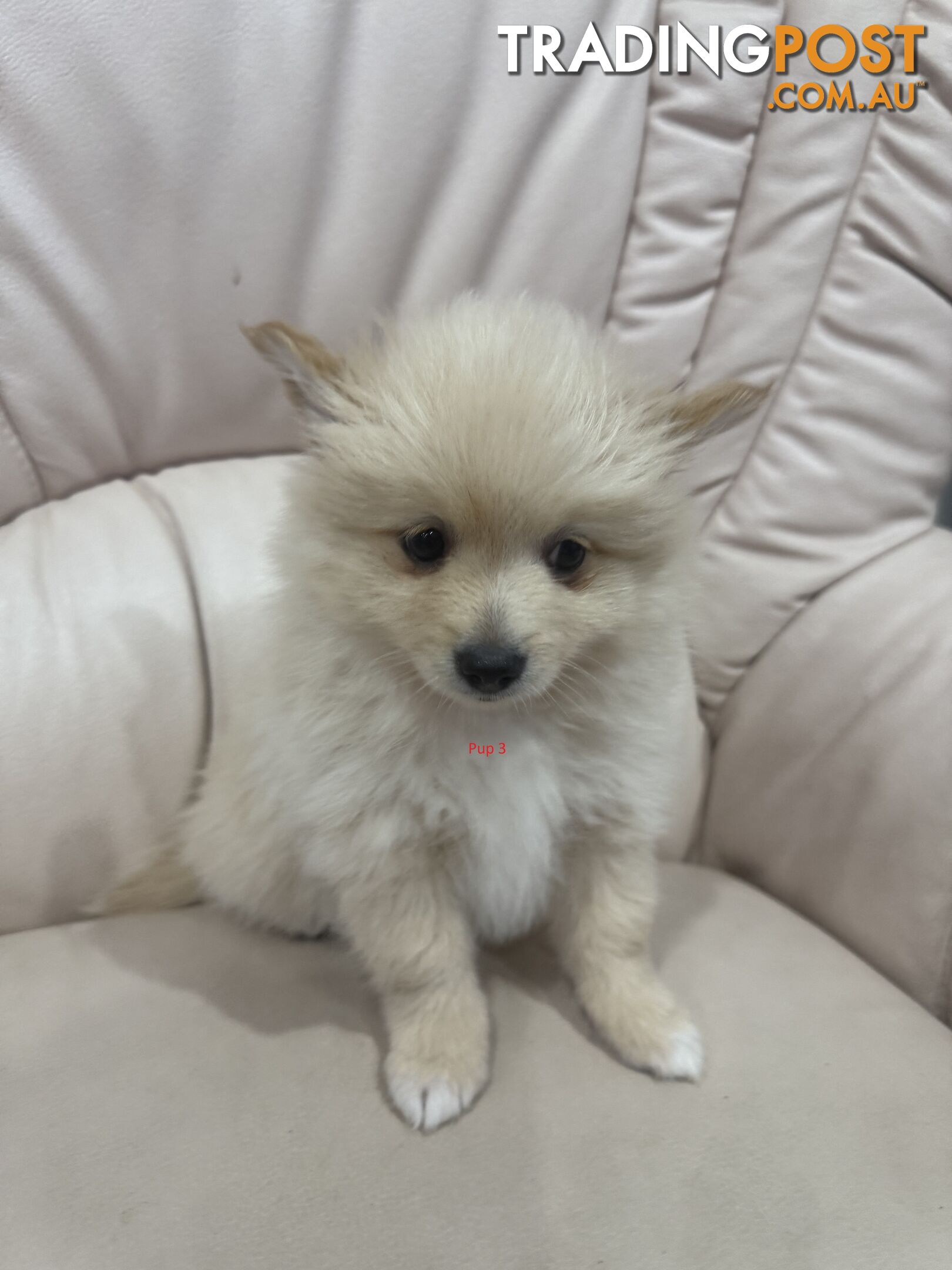 Purebred pomeranian puppies looking for their new forever home