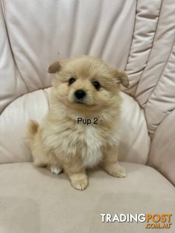 Purebred pomeranian puppies