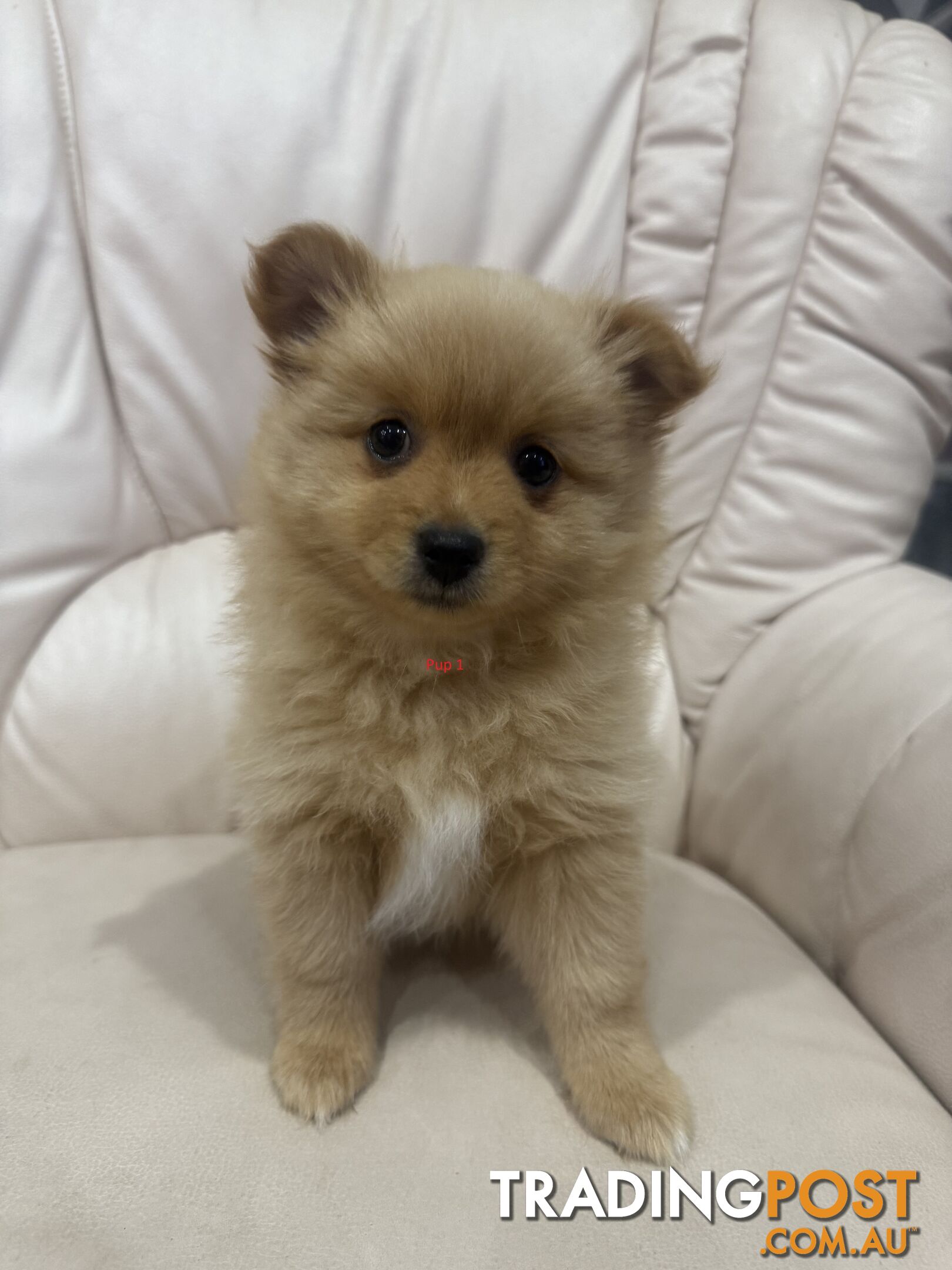 Purebred pomeranian puppies looking for their new forever home