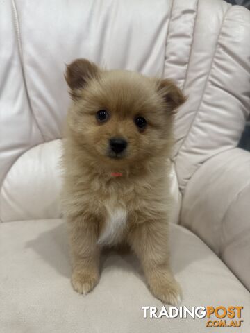 Purebred pomeranian puppies looking for their new forever home