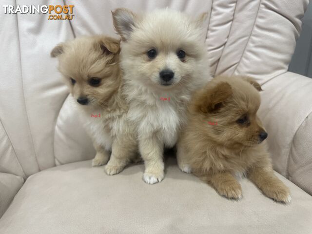 Purebred pomeranian puppies looking for their new forever home