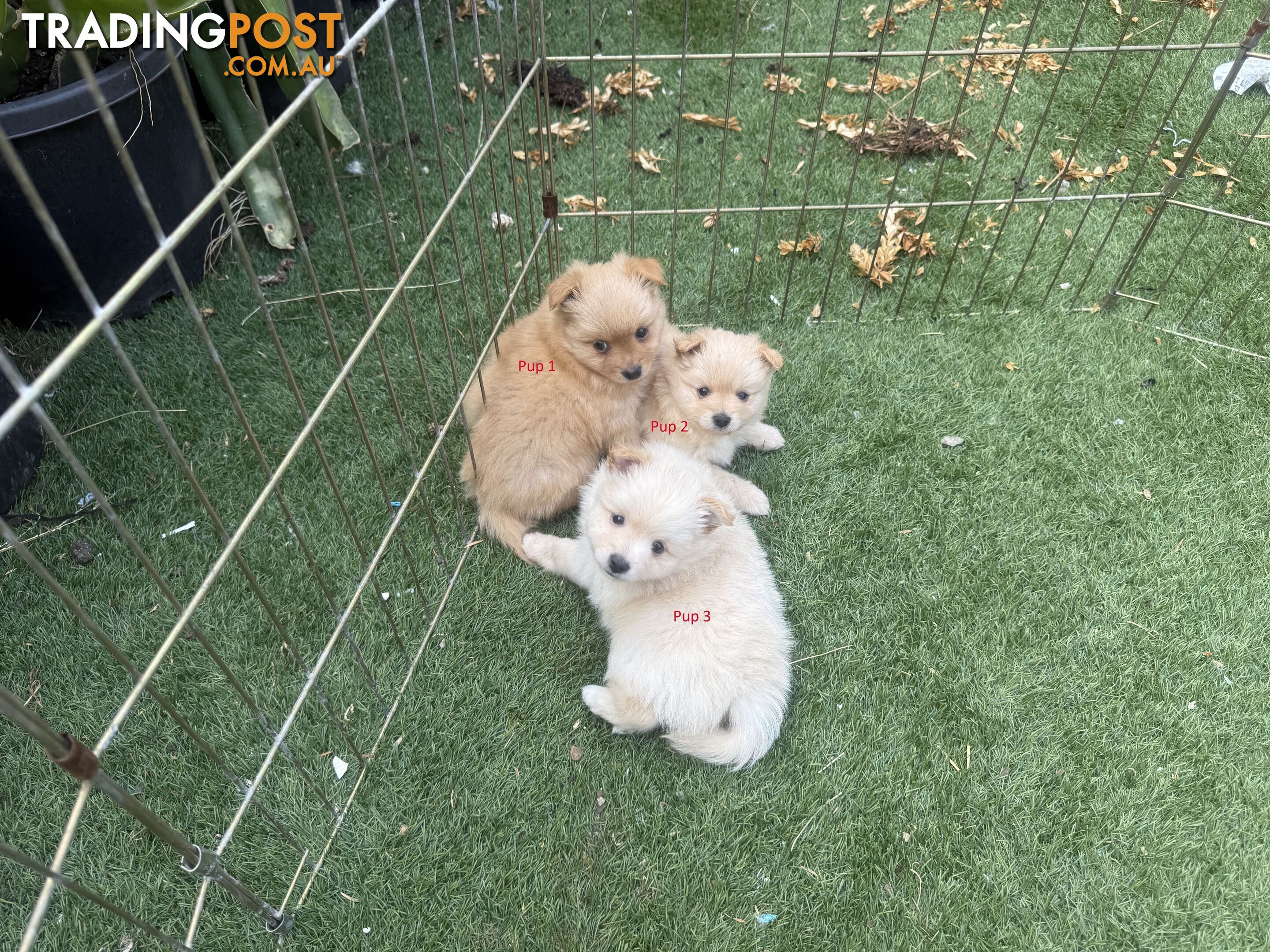 Purebred pomeranian puppies looking for their new forever home