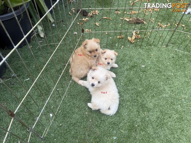 Purebred pomeranian puppies looking for their new forever home