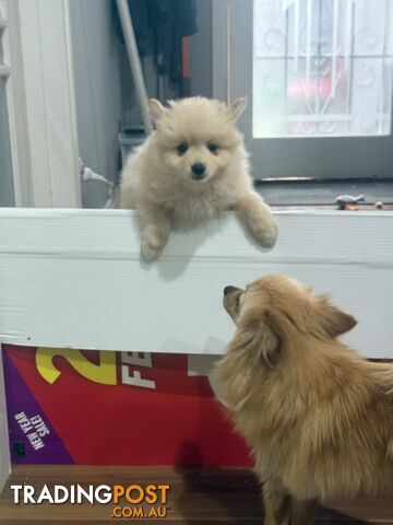 Purebred pomeranian puppies looking for their new forever home