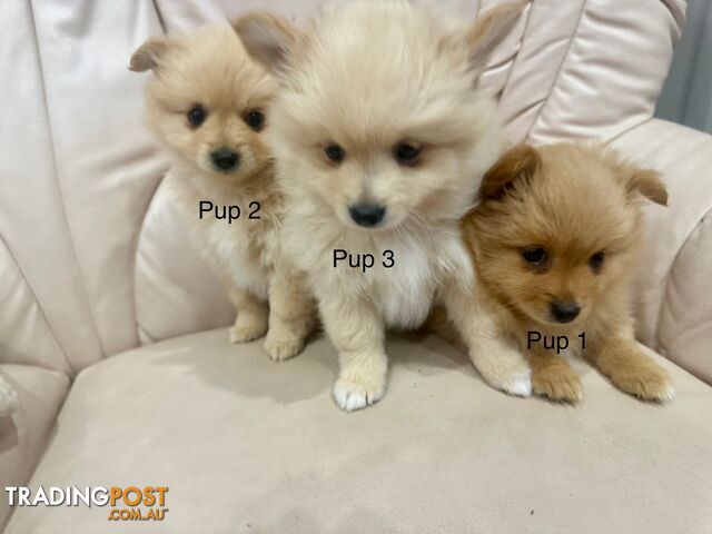 Purebred pomeranian puppies