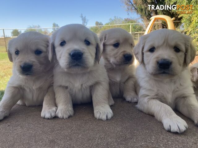 Purebred Golden Retriever Puppies