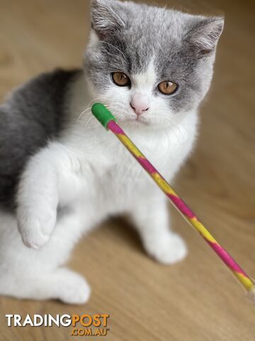 British Shorthair Kitten (ANCATS registered, pure bred)