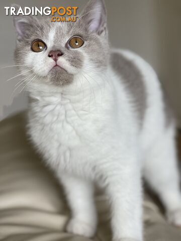 British Shorthair Kitten (ANCATS registered, pure bred)