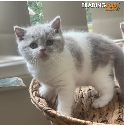 British Shorthair Kitten (ANCATS registered, pure bred)