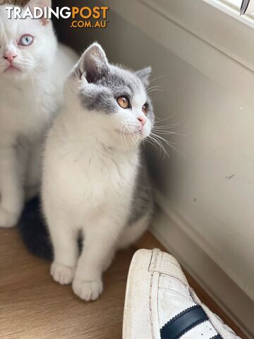 British Shorthair Kitten (ANCATS registered, pure bred)