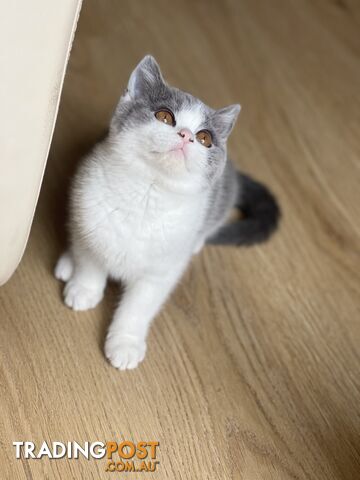 British Shorthair Kitten (ANCATS registered, pure bred)