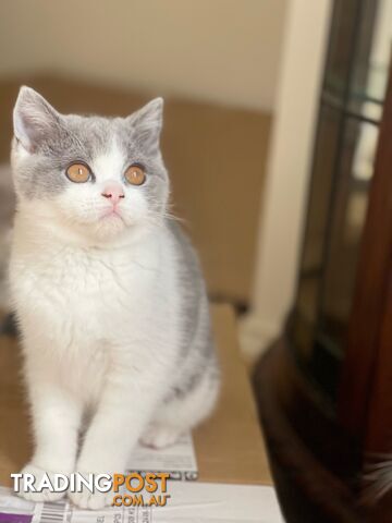 British Shorthair Kitten (ANCATS registered, pure bred)