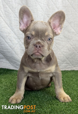 Pedigree French Bulldog Puppies – Isabella & Tan – Ready Now!