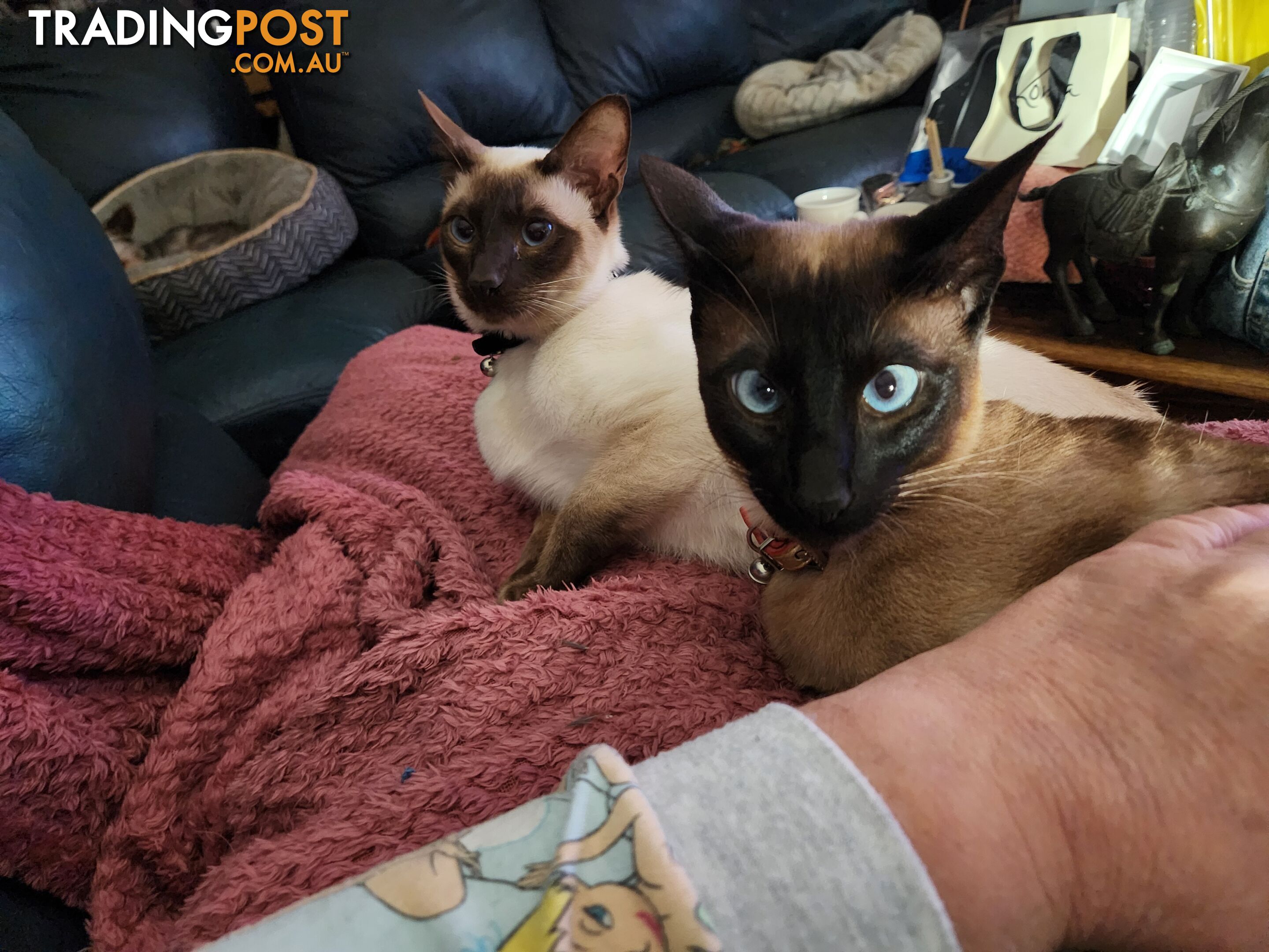 Siamese Cat