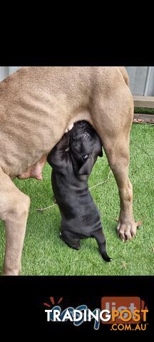 Neo mastiff x Johnson bulldog