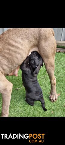 Neo mastiff x Johnson bulldog