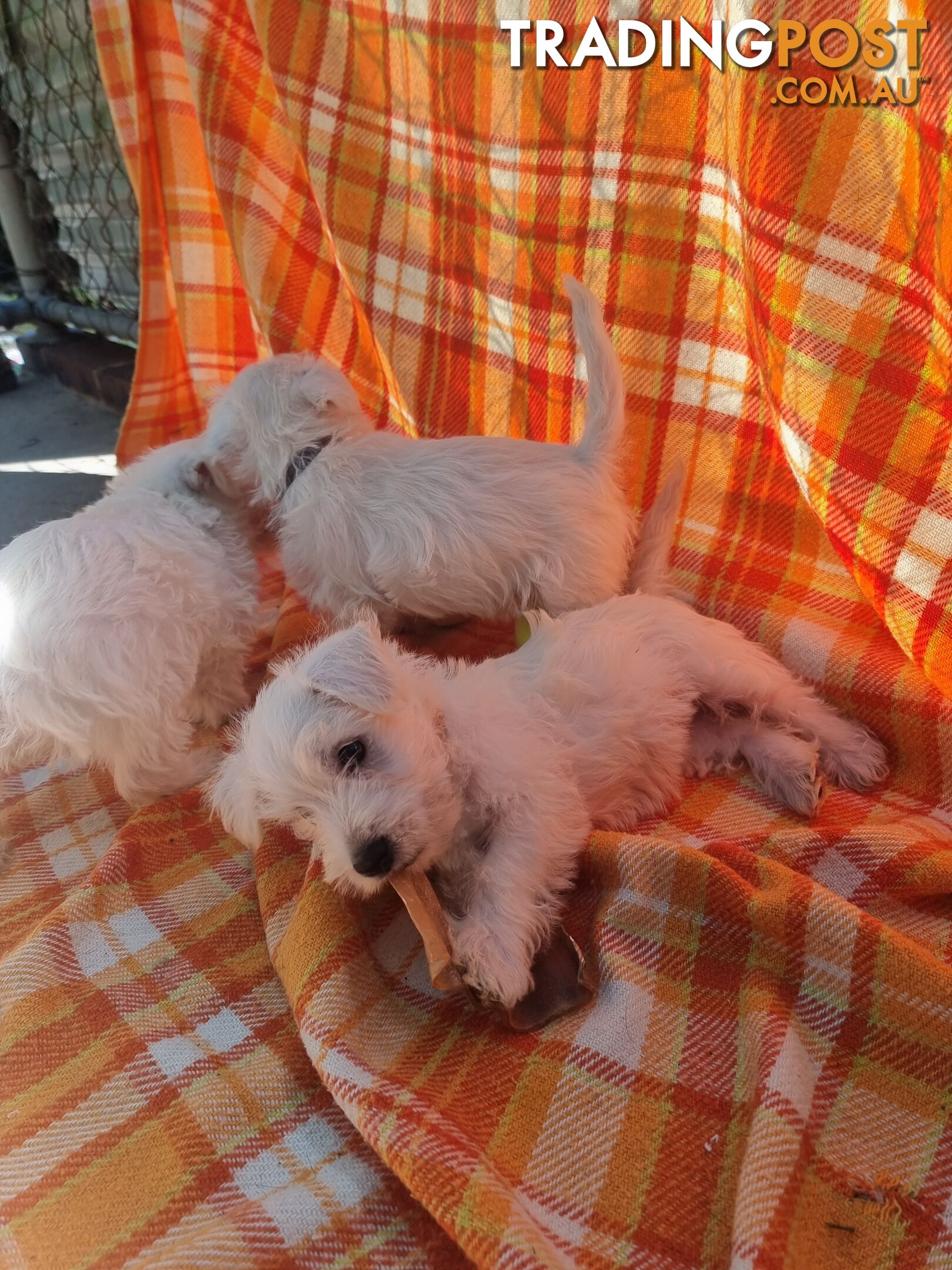 Cute West Highland Terrier Puppies For Sale In SG (September 2025 Updated