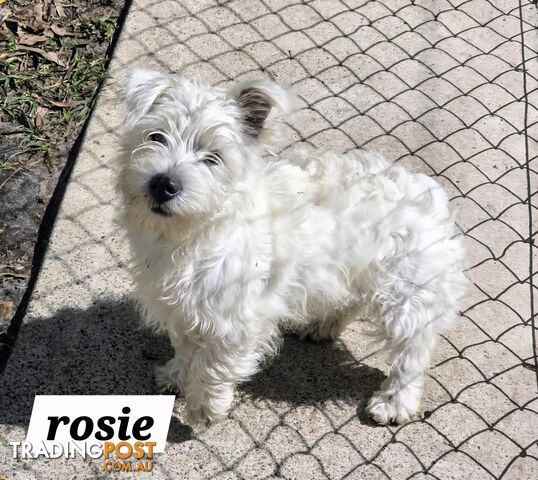 Melody Jane West Highland Terrier In Miniatura - Accessorio Dipinto Per Casa Delle Bambole In Scala 1:12