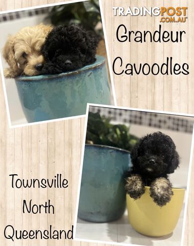 Cavoodle Puppies Ready for new forever homes now non shedding .